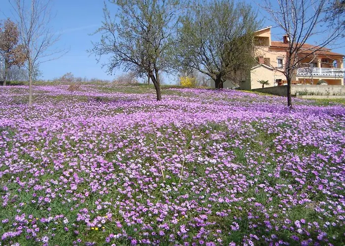 Alice Oasis -
