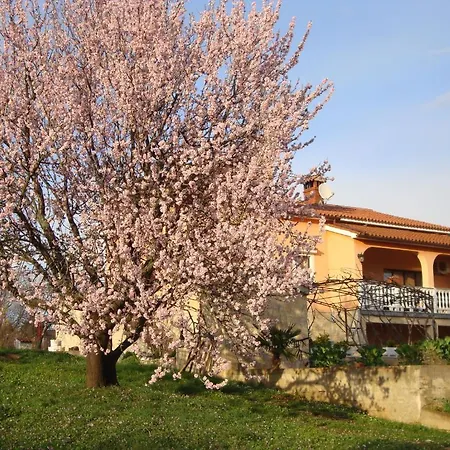 Alice Oasis - Poreč